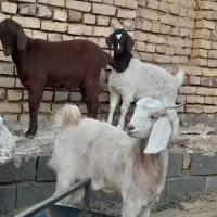 بزغاله ماده فروشی|حیوانات مزرعه|بردسکن, |دیوار