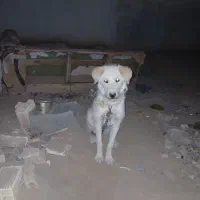 واگذاری سگ نگهبان