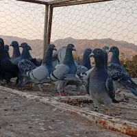 کفتر  سبز پلاکی پرشی