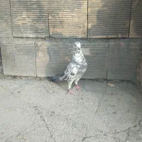 کبوتر گمشده