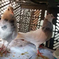 فروش کبوتر طوقی