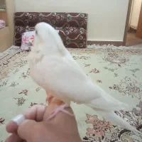 جوجه عروس هلندی سرلاکی لوتینو و البینو|پرنده|مسجد سلیمان, |دیوار