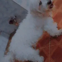 یک عدد سگ خونگی