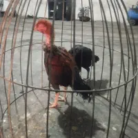 جوجه لاری|حیوانات مزرعه|ورامین, خیر آباد|دیوار