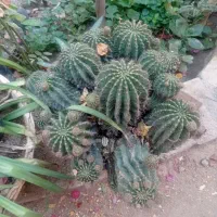 گل طبیعی|گل و گیاه طبیعی|یزد, |دیوار