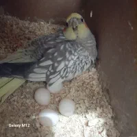 ۴ تخم گذاشتن