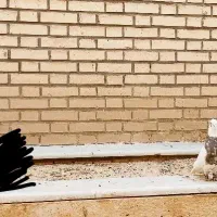نر طوقی کرمانشاهی اصل طوق خفت|پرنده|قم, بوستان علوی|دیوار