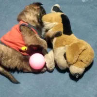 سگ مالینویز|سگ|کرمان, |دیوار