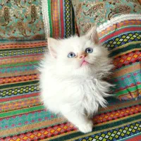 واگذاری گربه های پرشین