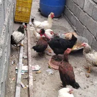 مرغ محلی تخم گذار