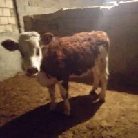 گوساله|حیوانات مزرعه|نظرآباد, رسالت|دیوار