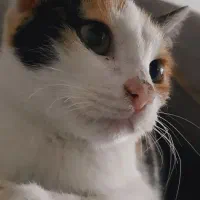 واگذاری بچه گربه|گربه|ساری, |دیوار