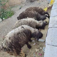 فروشه 4راس بره نر پرواری