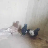 کبوتر سینه ای