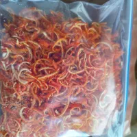 خلال پرتقال امساله و تازه