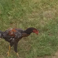 خروس لاری