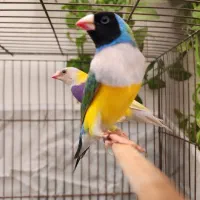 فنچ گلدین|پرنده|کرج, کمالشهر|دیوار