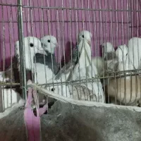 7 جوجه کفتر طوقی هفت رنگ