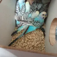 فزوش ۸عدد جوجه مرغ عشق سلاکی|پرنده|یزد, |دیوار