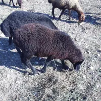 کوسفند نر|حیوانات مزرعه|خان ببین, |دیوار