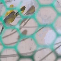 قناری نر و ماده