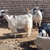 2راس بز بزغاله بزرگ