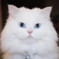 عزیزانی که گربه ماده دارند