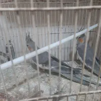 عروس هلندی نر و ماده مولد و جوجه دستی