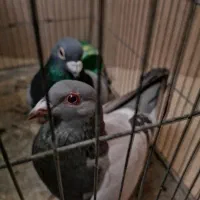 جفت پلاکی از نثل جواب داده|پرنده|کرمان, |دیوار