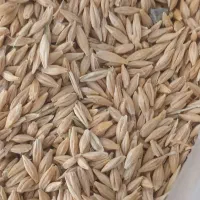 جو درجه یک بذری