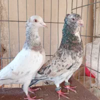سار کاکولی جفت یک جفت سارشکلاتی یک ماده تک