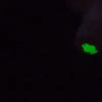 لبوبو|اسباب‌‌بازی|جیرفت, |دیوار