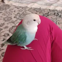 طوطی کوتوله برزیلی و قفس