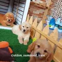 سامویید و گلدن رتریور|سگ|تهران, شهرآرا|دیوار