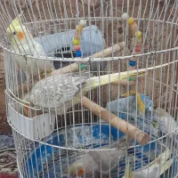 عروس هلندی نر و ماده