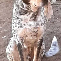 سگ شکاری حرف گوش کن|سگ|اردبیل, |دیوار