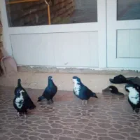 ریشی|پرنده|یزدان شهر, |دیوار