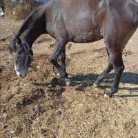 اسب جوان 2سن دارد|اسب و تجهیزات اسبسواری|اهر, |دیوار