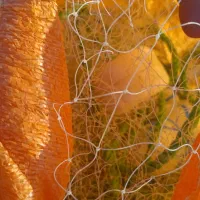 تور ماهی کرفه