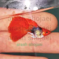 گوپی های شورت بادی