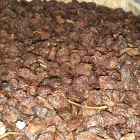 فروش انواع کشمش آفتابی و دودی|خوردنی و آشامیدنی|میانه, |دیوار