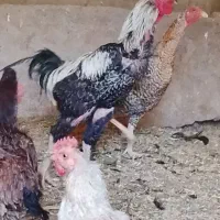 ۳۱ عدد مرغ و خروس لاری و محلی دوتا خروس بقیه مرغ