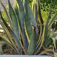 گل بزرگ  مناسب نمای بیرون ساختمان