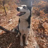 سگ هاسگی ماده