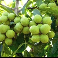 نهال ارزان شد٪