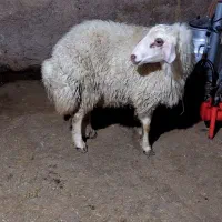 بره،گوسفند