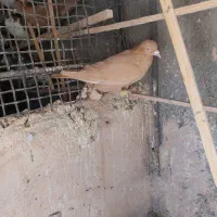 کفتر زرد و طوقی هفرنگ|پرنده|سبزوار, میدان بار|دیوار