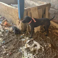 واگذاری پیت بول و دوبرمن سگ