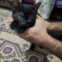گربه تمام سیاه