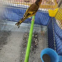 سهره قناری لرخوان|پرنده|ایلام, |دیوار